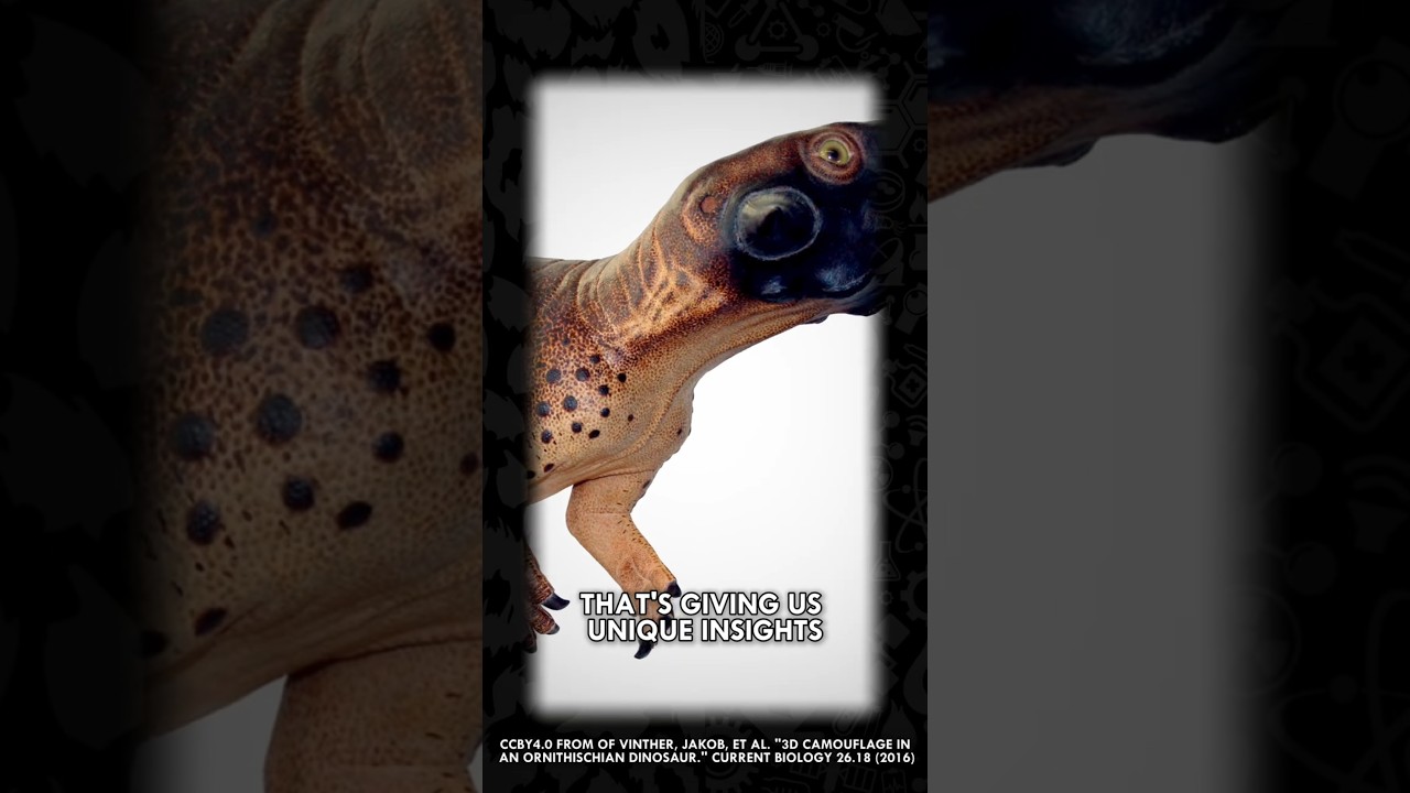 The "Cloaca Mummy" Dino #Dinosaurs #Dino #Fossils #Paleontology #Shorts
