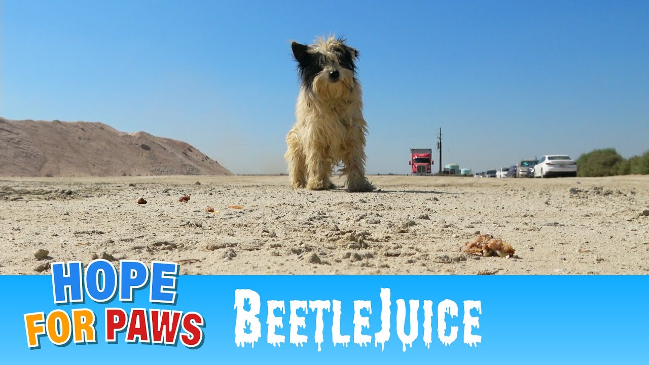 Homeless dog roamed empty fields and drifted onto this haunted property. 👻