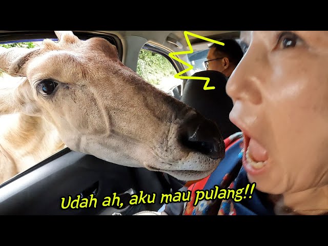 Seharian di Bogor, Keluarga Korea PANIK BANGET!🤣🤣