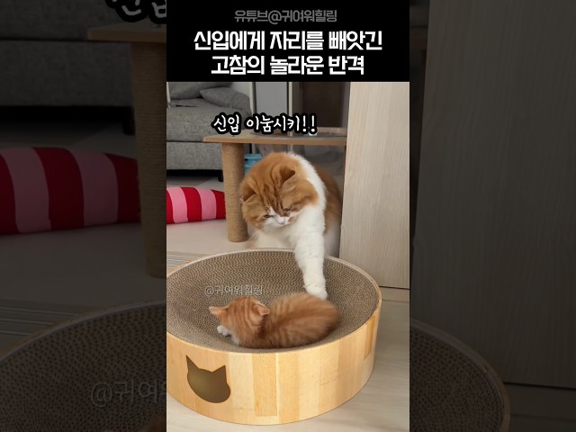 신입에게 자리를 빼앗긴 고참 냥이의 놀라운 반격!