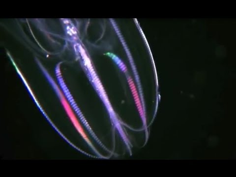Facts: The Comb Jelly 