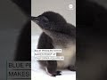 Blue penguin chick makes debut at California aquarium  - 00:36 min - News - Video