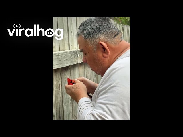 Veteran Saves Cardinal From His Backyard Fence  || ViralHog