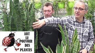 Conseil jardinage: sansevieria trifasciata: Entretien et l'arrosage: Plante verte d'intérieur
