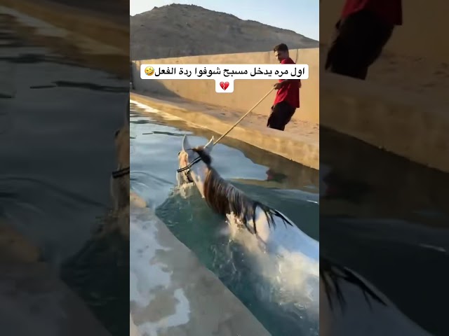 حصان اول مره يدخل مسبح
