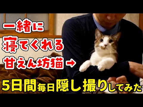 癒し動画 猫と一緒に寝る様子を５日間隠し撮りしてみた グッドナイトルーティン まとめちゅーぶ