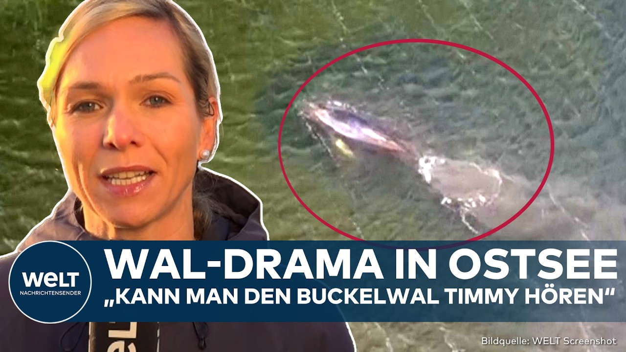 OSTSEE: Drama im Kirchsee! Wal ist zu hören! Timmy sitzt noch fest! Rettung vorerst gestoppt