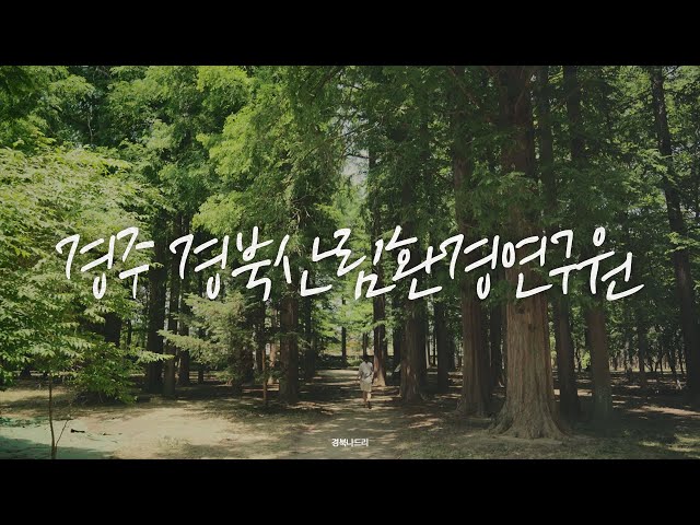 초록빛 숲내음이 퍼지는 국내 여행지, 경주 경북산림환경연구원 | VLOG | 경북여행리포터