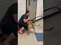 Dog reunites with owner after nearly 2 years apart