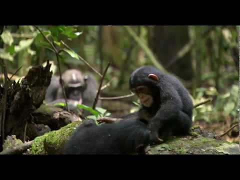Chimpanzee'