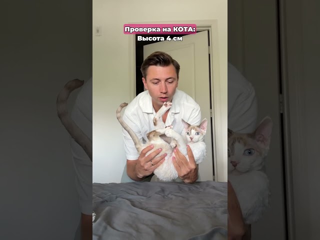 А ты за кота или пёселя?😂 #морозовы #юмор #challenge #shorts