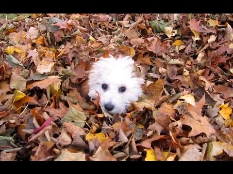 Puppies Playing in Leaves Compilation