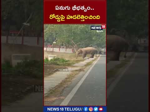 Elephant flips vehicle on main roan in Assam, shocking visuals