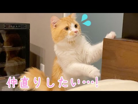 仲直りしたくて何度も謝りに行く猫が健気すぎる 涙 まとめちゅーぶ