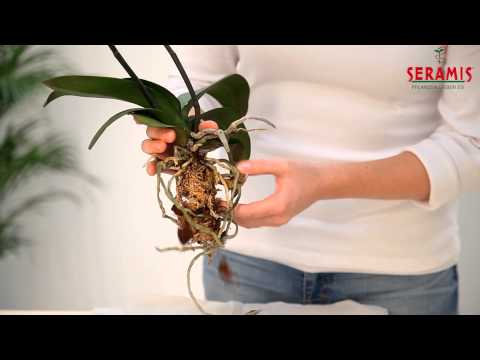 Umtopfanleitung für SERAMIS Spezial Substrat für Orchideen