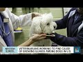 Veterinarians exploring treatments to help dogs suffering from growing respiratory illness  - 03:27 min - News - Video