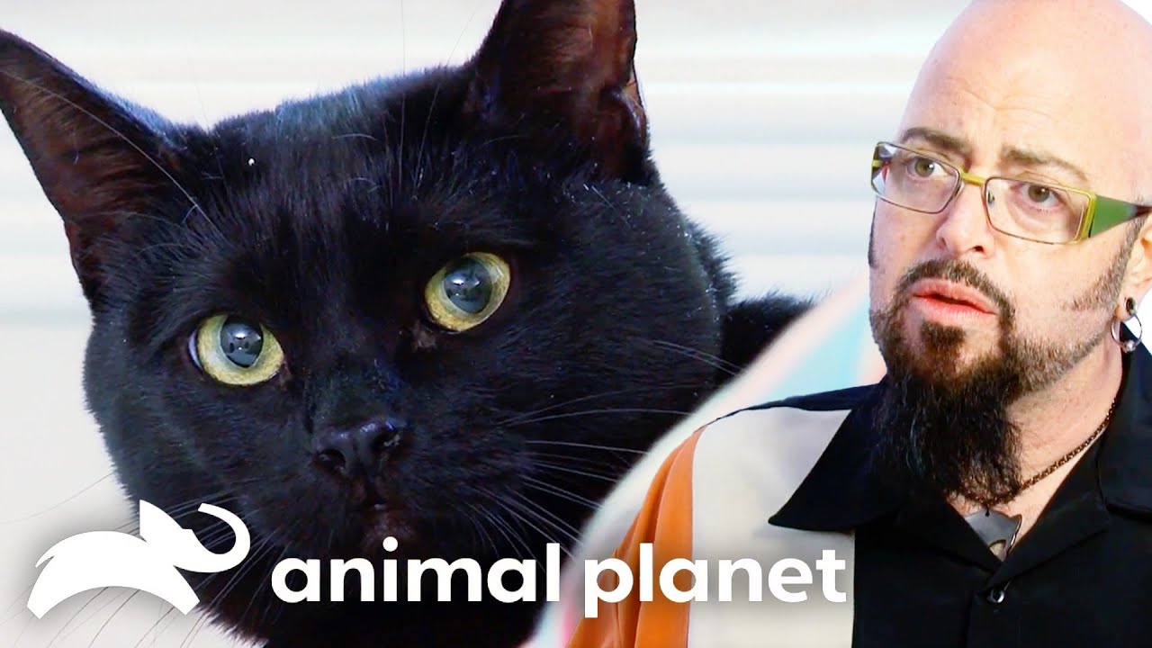 The MOST Feral Black Cats | My Cat From Hell | Animal Planet