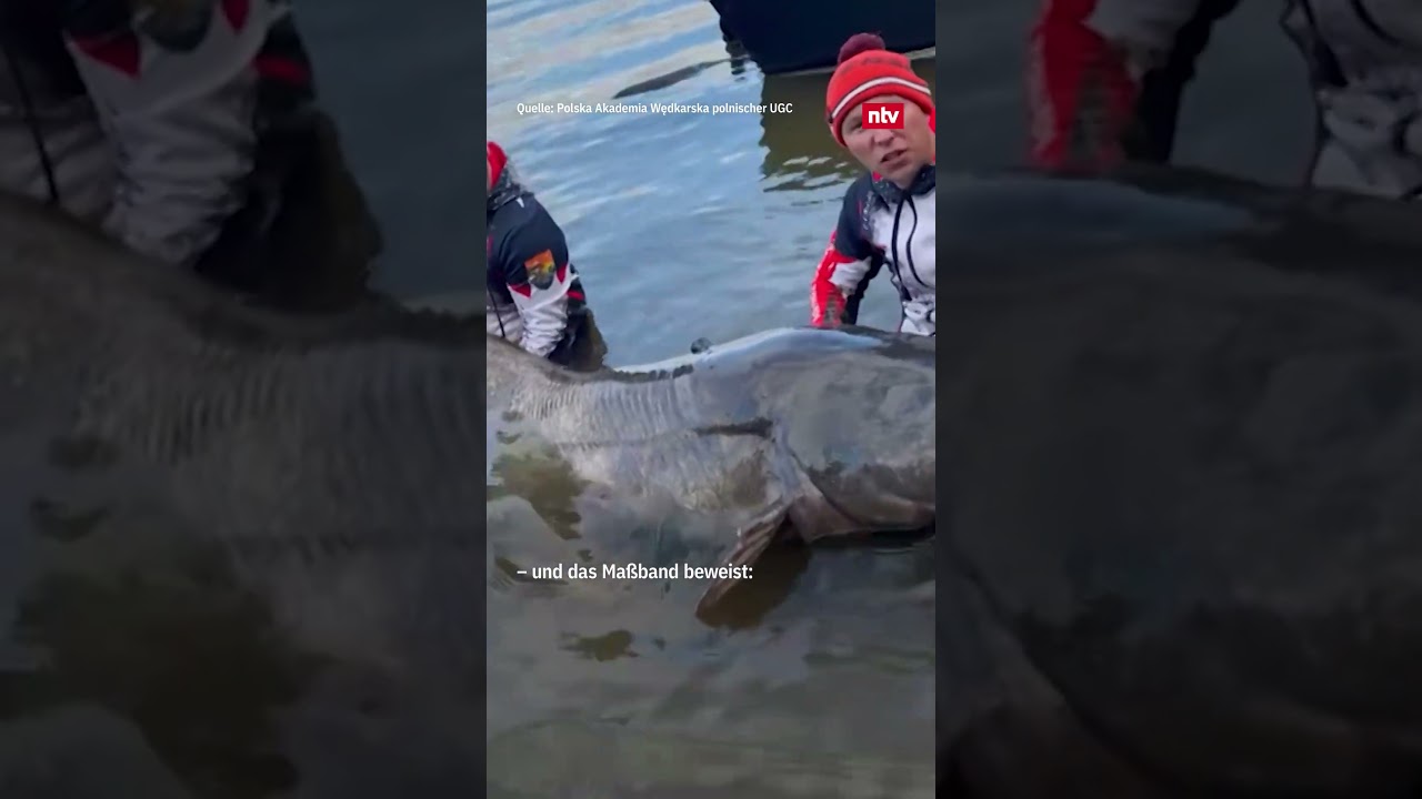 Weltrekord: Angler fangen gigantischen Wels | ntv