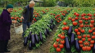 Grandma and Grandpa Gathering Fresh Vegetables in an Azerbaijan Mountain Village LIVE