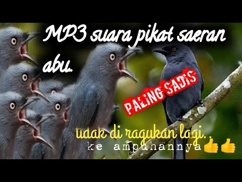 suara pikat Saeran abu andalan para suhu@jahid channel