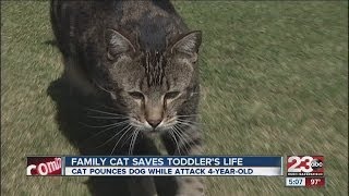 A heroic feline saved a young boy when he was attacked by a vicious dog.