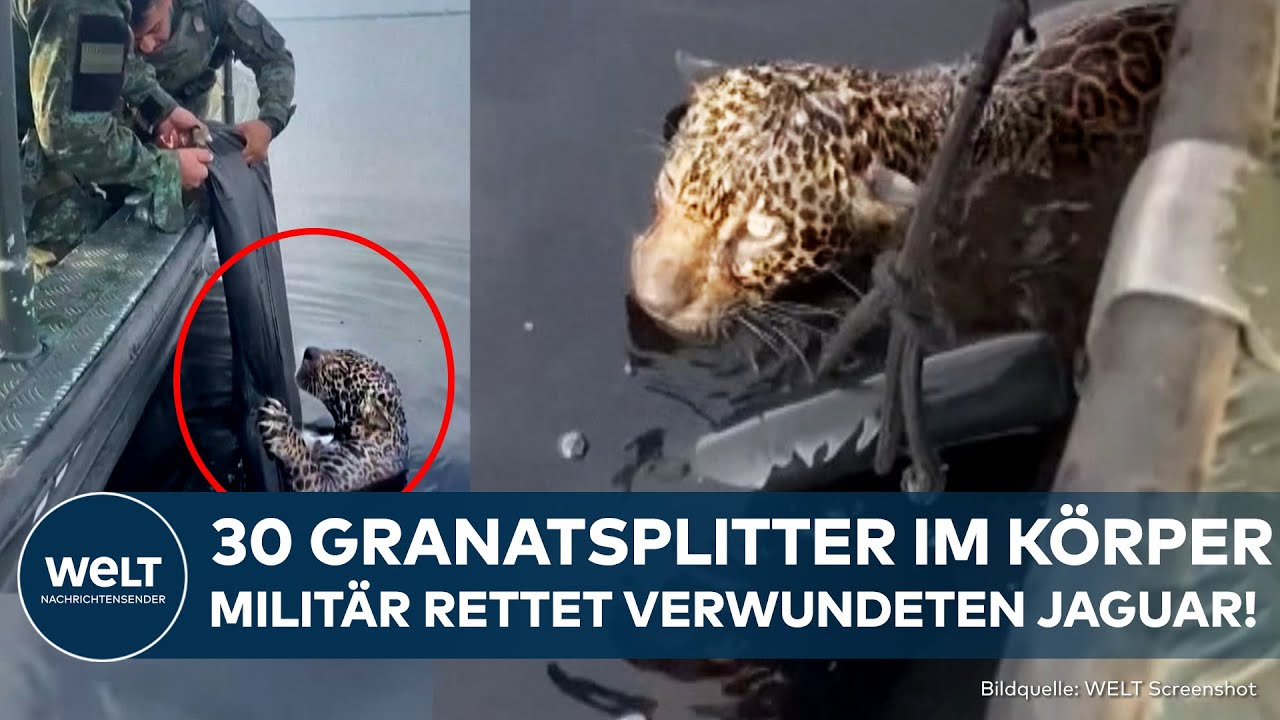 SPEKTAKULÄRE RETTUNG: Brasilianisches Militär rettet verwundeten Jaguar aus dem Rio Negro!