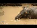 Section 144 Imposed as Rescue Efforts Commence for Elephant Trapped in Ernakulam District, Kerala  - 02:58 min - News - Video