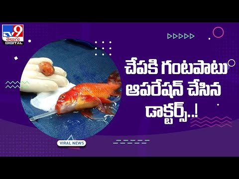 Doctors saved goldfish from going blind after operating for 1 hour Doctors saved goldfish from going blind after operating for 1 hour