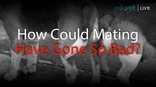 Ask.Vet Mating Gone Bad! My Dogs Are Stuck Together!