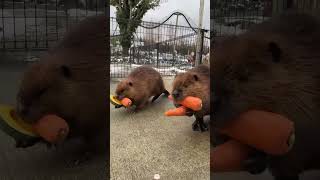 I really want to get one#love #animal #pet #beaver #adorable