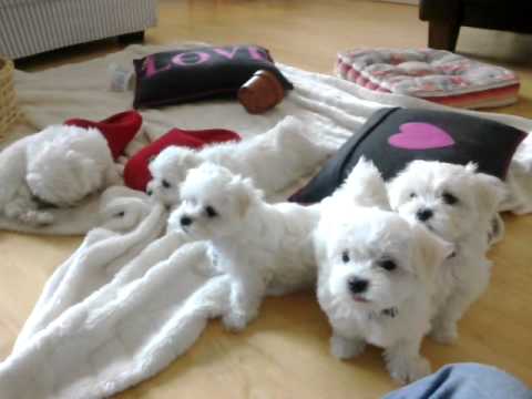 Maltese Puppies at 8 Weeks.mp4 - YouTube
