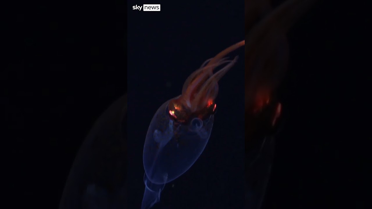 Scientists capture first ever video of colossal squid in its natural habitat