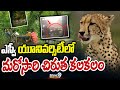 ఎస్వీ యూనివర్సిటీలో మరోసారి చిరుత కలకలం | Tirupati | Prime9 News