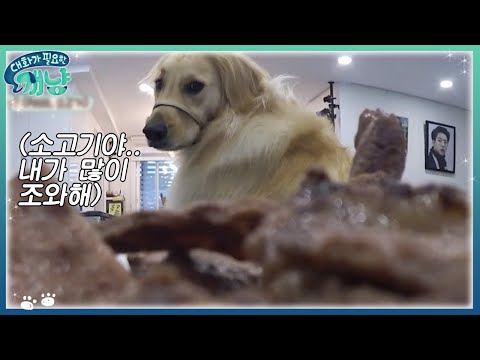 Dear My Human 간식 요정 심바! 소고기 기다려~ 할 수 있겠니? 171220 EP.14