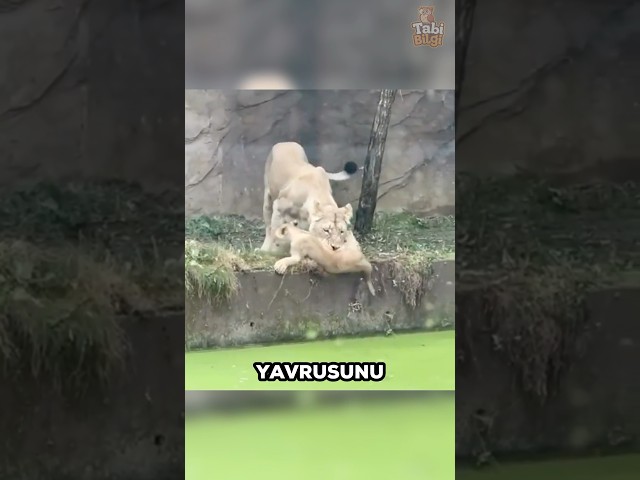 Bu Anne Aslan Yavrusunu Tehlikenin İçine Atmıştı 🦁😢