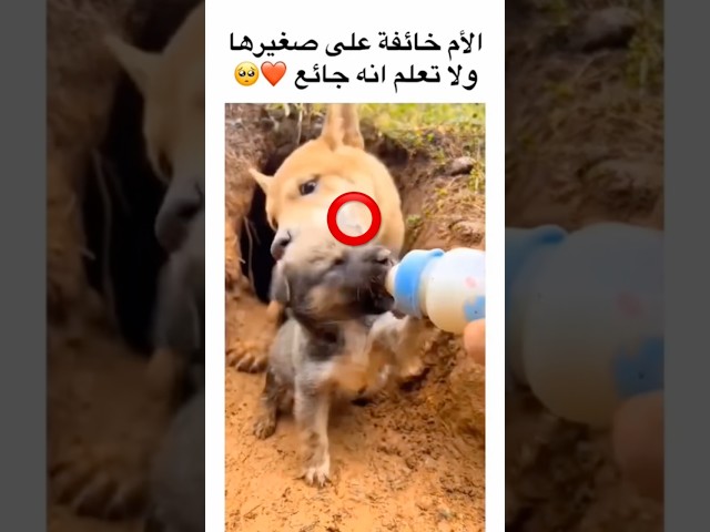 الأم خايفة على صغيرها ولا تعلم انه جائع❤️🥹 #الشيخ_فيصل_مبارك_الرشيدي #اكسبلور  #puppy #كلاب