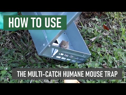 Tin Cat Multi-Catch and Release Humane Live Mouse Trap with Clear