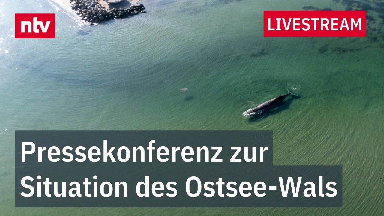 LIVE: Pressekonferenz zur Situation des gestrandeten Wals in der Ostsee