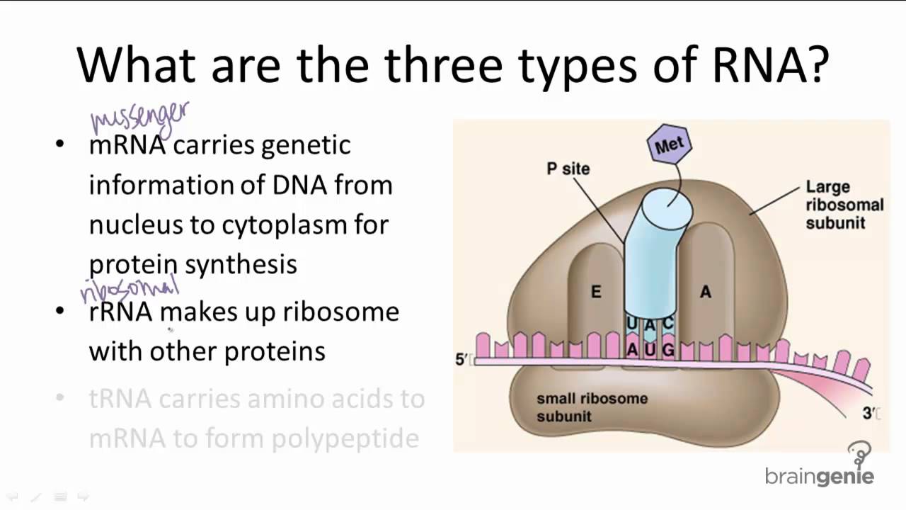 10-3-2-three-types-of-rna-youtube