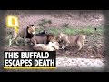 Watch : This Buffalo Escapes Death From The Jaws Of Lions -Exclusive