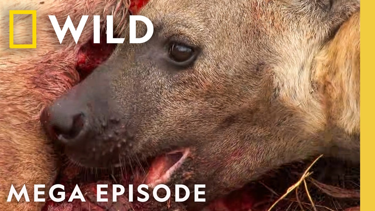 Pistol Shrimp, Lions, Leopards, & More! | Animal Fight Night MEGA Episode | Nat Geo Animals