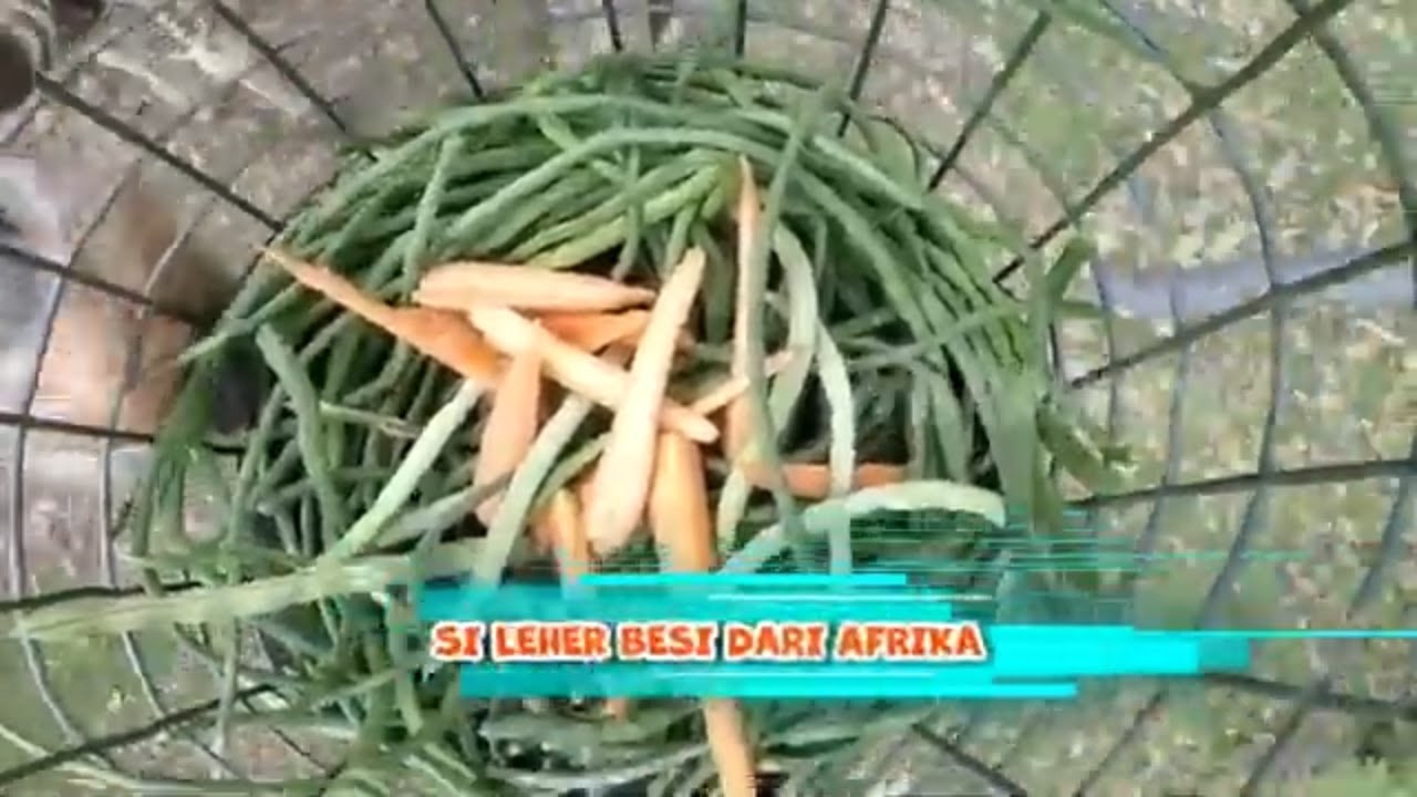 Si Leher Besi Dari Afrika | SI OTAN (20/05/24)