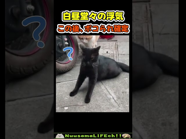 浮気がバレて時が止まる猫😂 【浮気猫】#猫 #cat