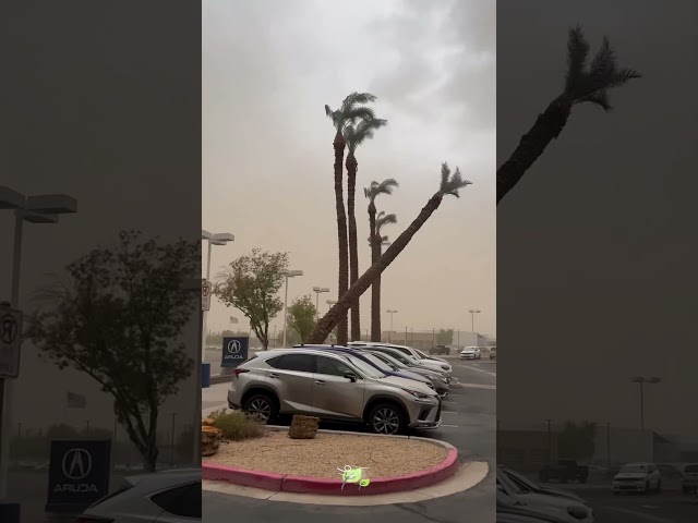 Strong winds knocked down trees #usa