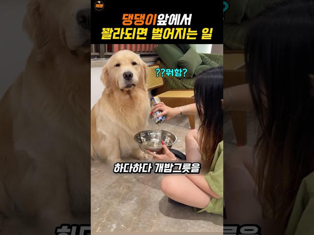 주인친구가 성가셨던 댕댕이