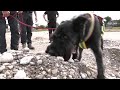 Sniffer dogs trained to unearth ancient bones