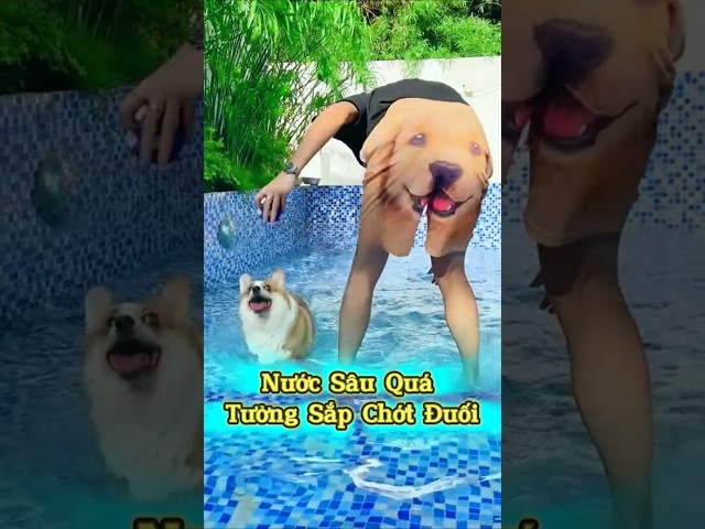 Nước Sâu Quá Tưởng Sắp Chớt Đuối💧🐾 #thúcưng #vậtnuôi #chómèohàihước #funny #meohera