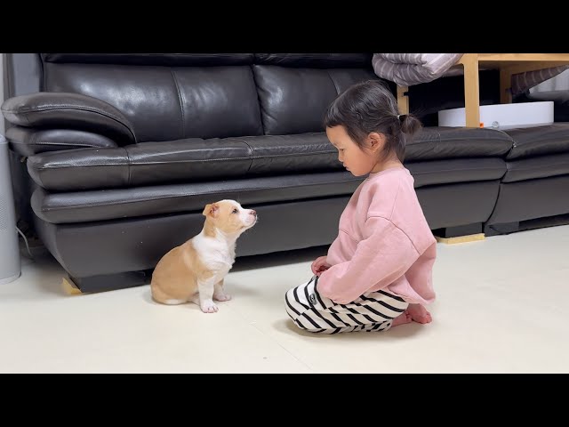 경상도 아기가 사투리로 새끼 강아지 훈육하면 생기는 일 ㅋㅋㅋ