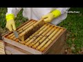 AI joins the fight against invasive Asian hornets | REUTERS  - 02:49 min - News - Video