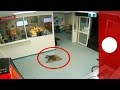 CCTV footage: Koala strolling into hospital's emergency department, Australia